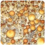 Псилоцибиновые (галлюциногенные)  грибы Psilocybin "Golden Teacher" в Ветлуге