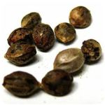 Семена марихуаны АК-47  (Seeds AK-47) в Ветлуге